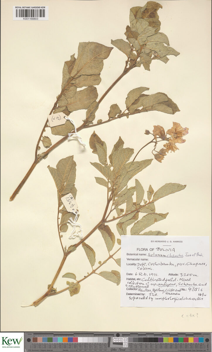 Solanum chaucha (Chaucha) — photo