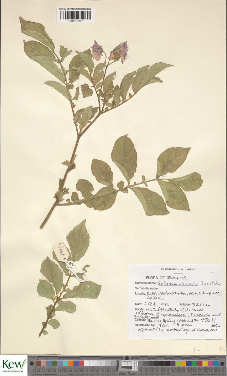 Solanum chaucha (Chaucha) — photo