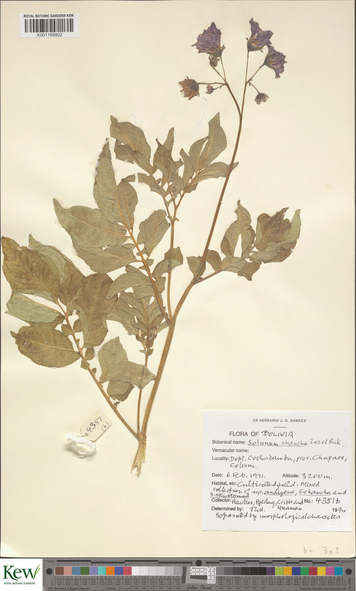 Solanum chaucha