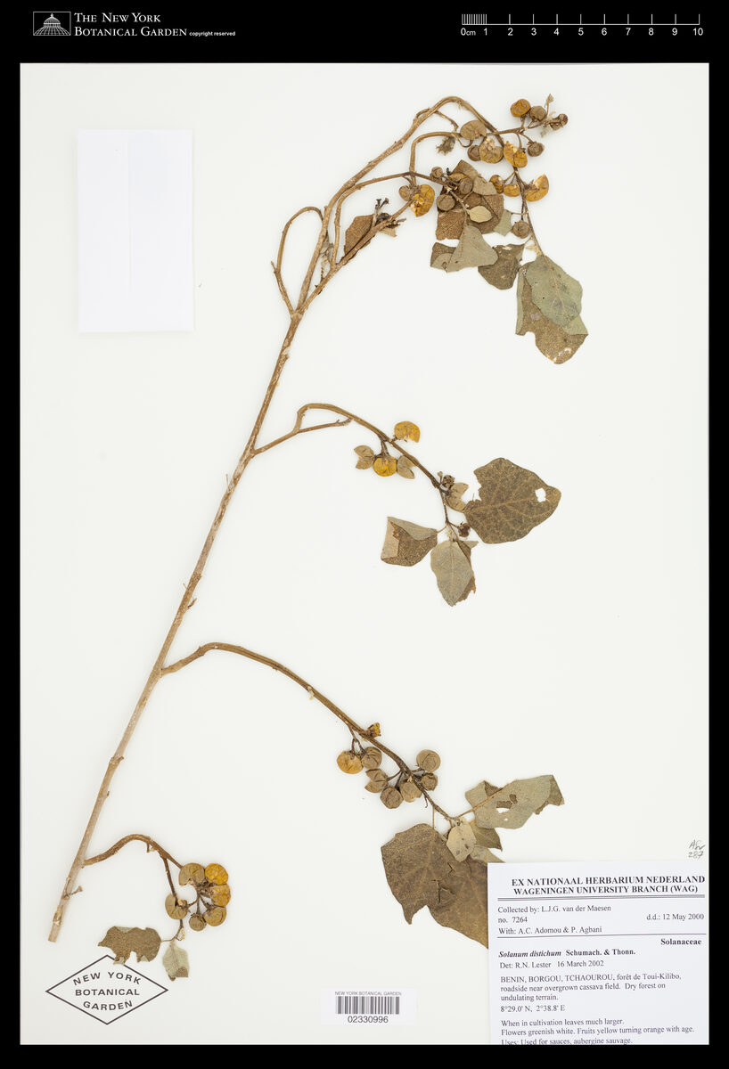 Solanum distichum — photo