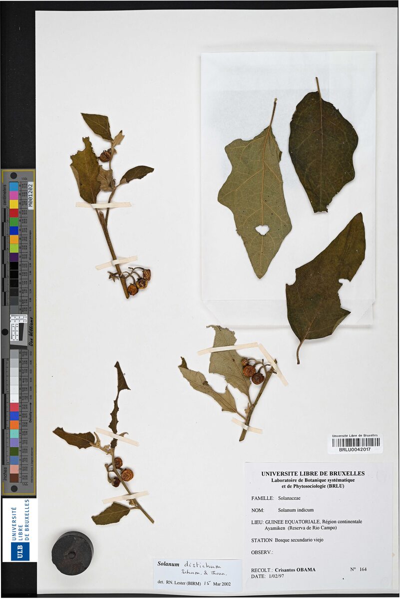 Solanum distichum — photo
