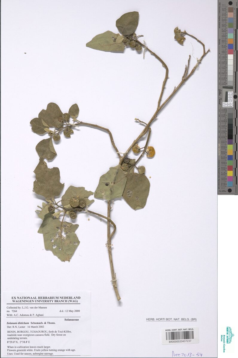 Solanum distichum