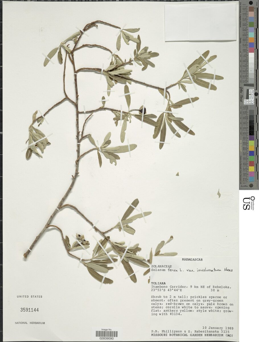 Solanum ferox var. involucratum