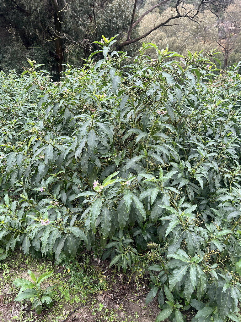 Solanum goniocalyx (Floury potato) — photo