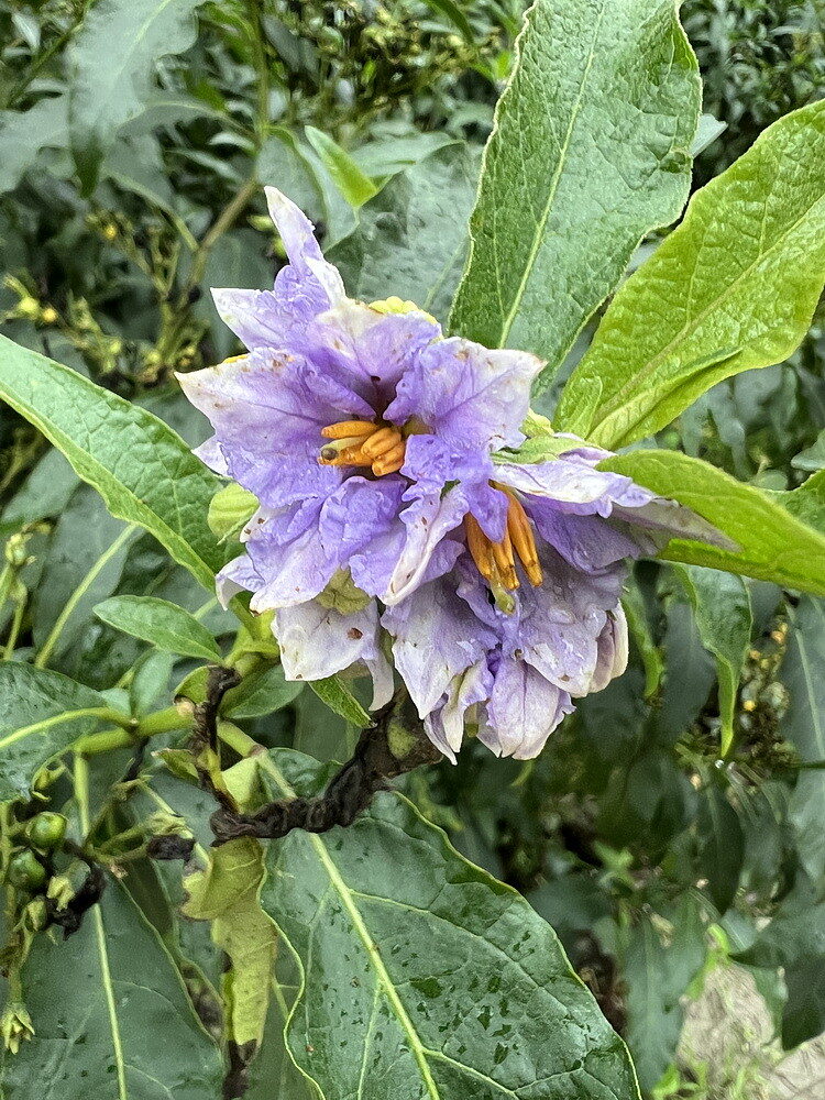 Solanum goniocalyx