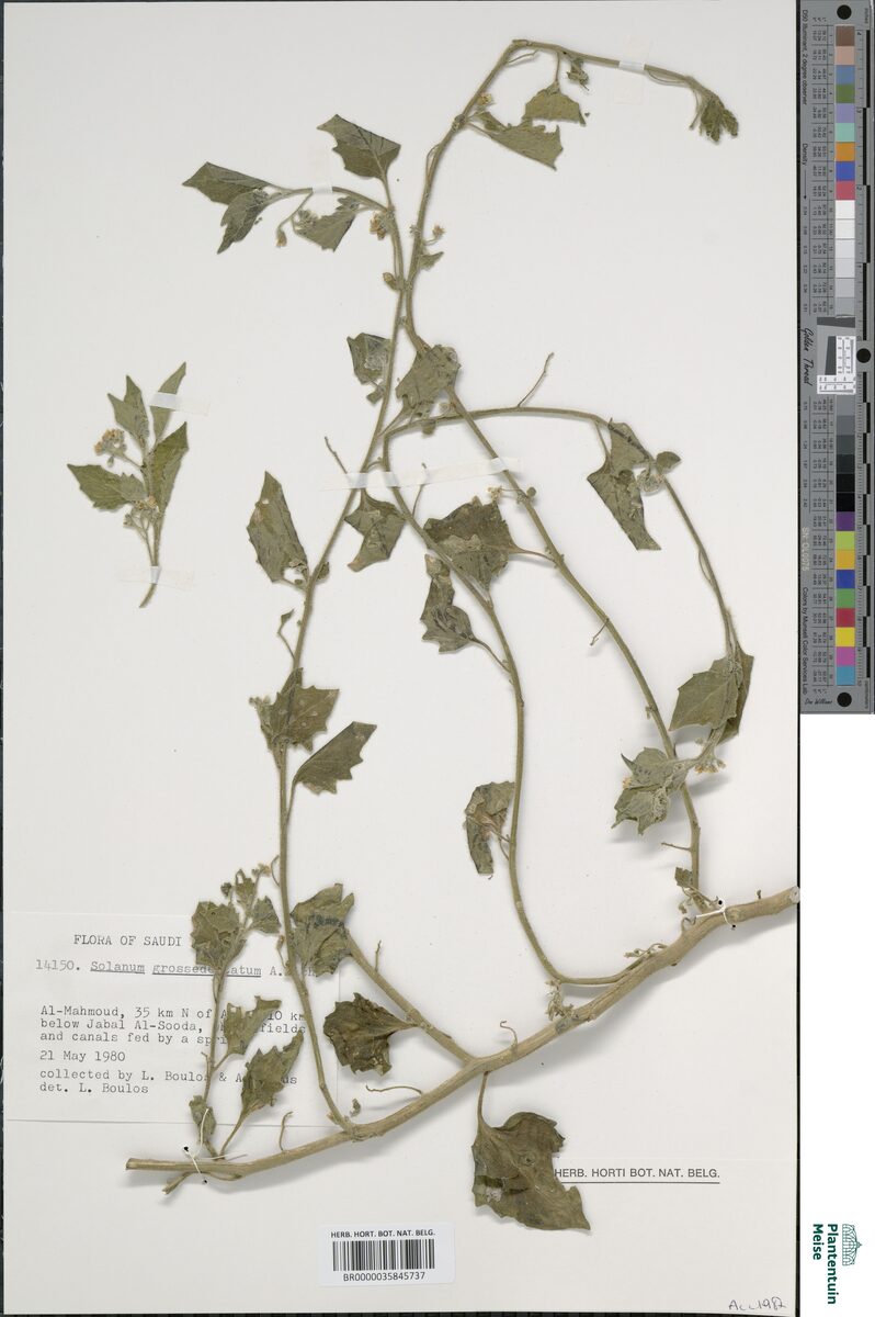 Solanum grossedentatum
