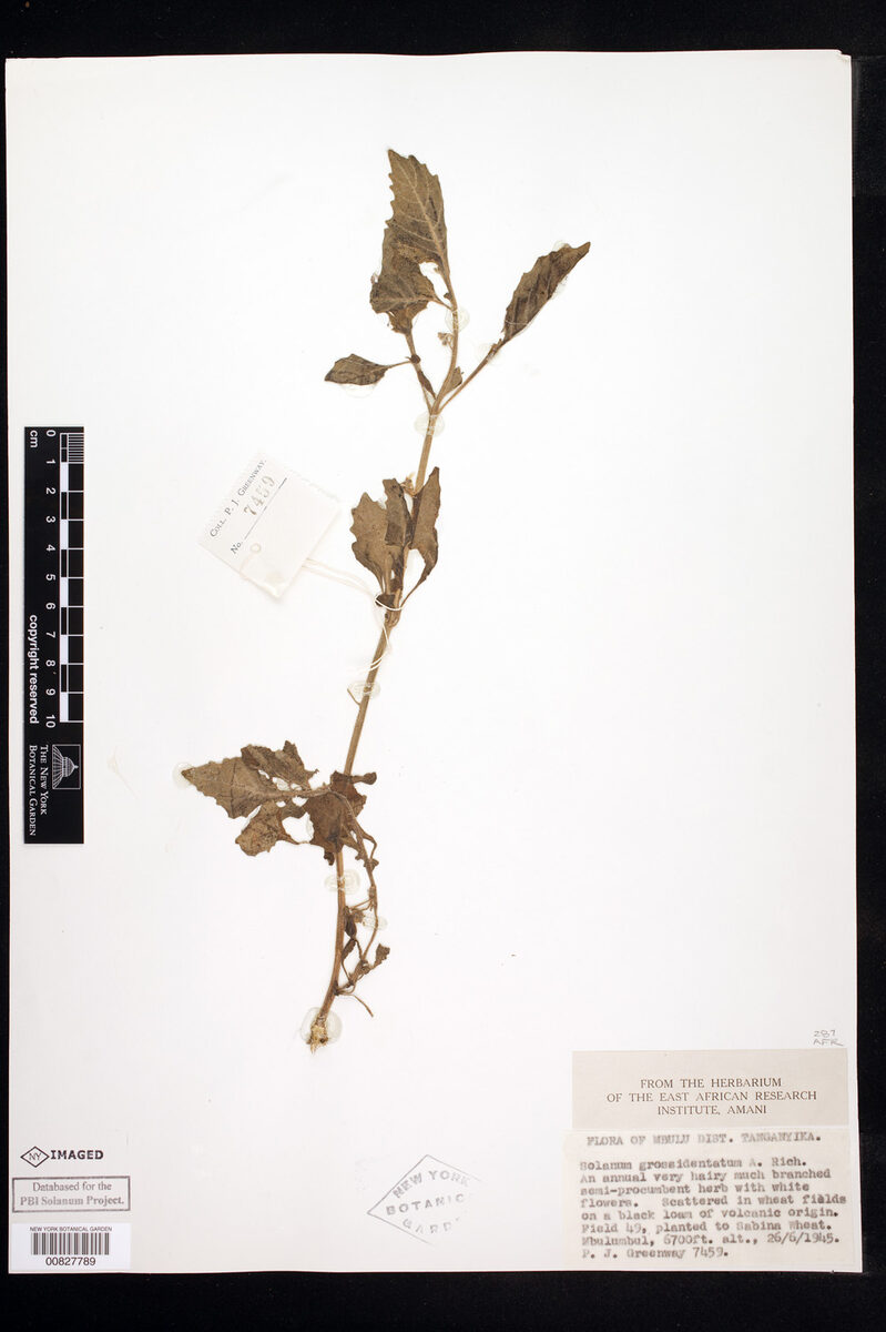 Solanum grossedentatum — photo