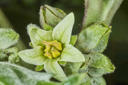 Solanum hyporhodium (Cocona) — photo
