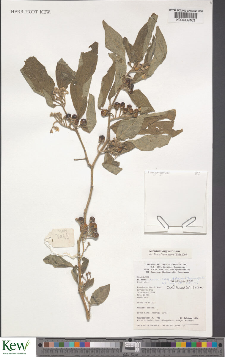 Solanum indicum subsp. distichum