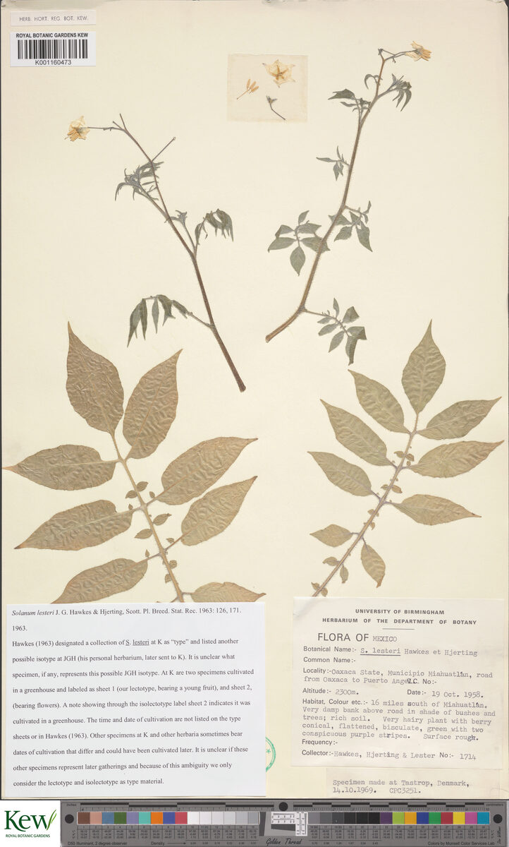 Solanum lesteri — photo