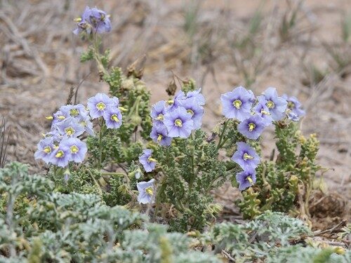 Solanum linnaeanum (Sodom apple) — photo