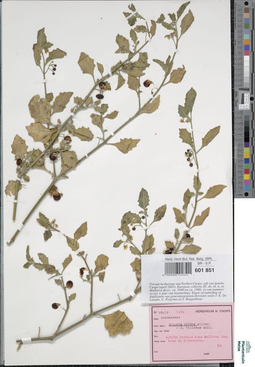 Solanum luteum — photo