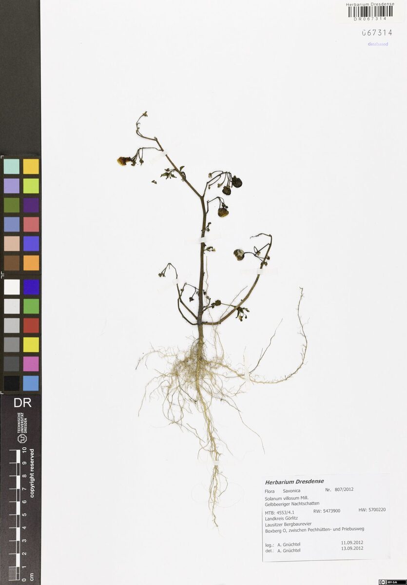 Solanum luteum