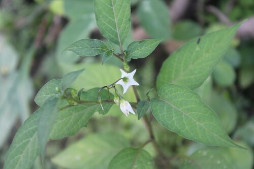 Solanum morellifolium — photo