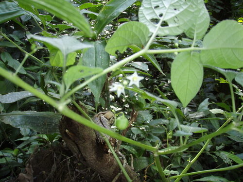 Solanum morellifolium — photo
