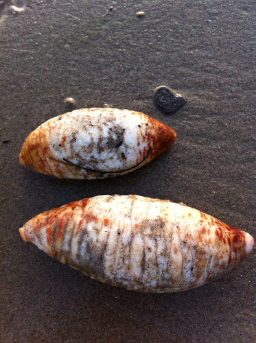 Solanum muricatum (Pepino dulce) — photo