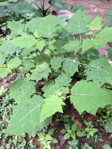 Solanum myriacanthum — photo