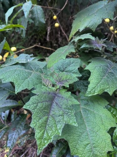 Solanum myriacanthum — photo