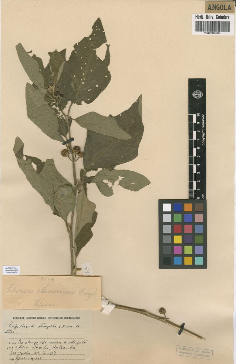 Solanum naumannii