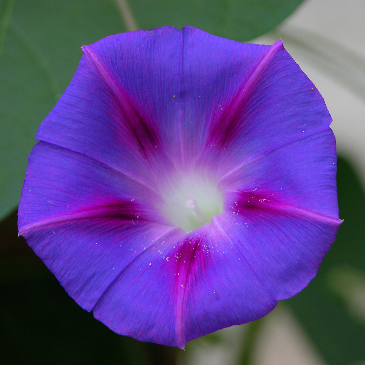 Solanum perlongistylum