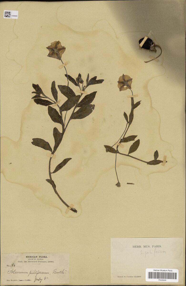 Solanum piliferum — photo