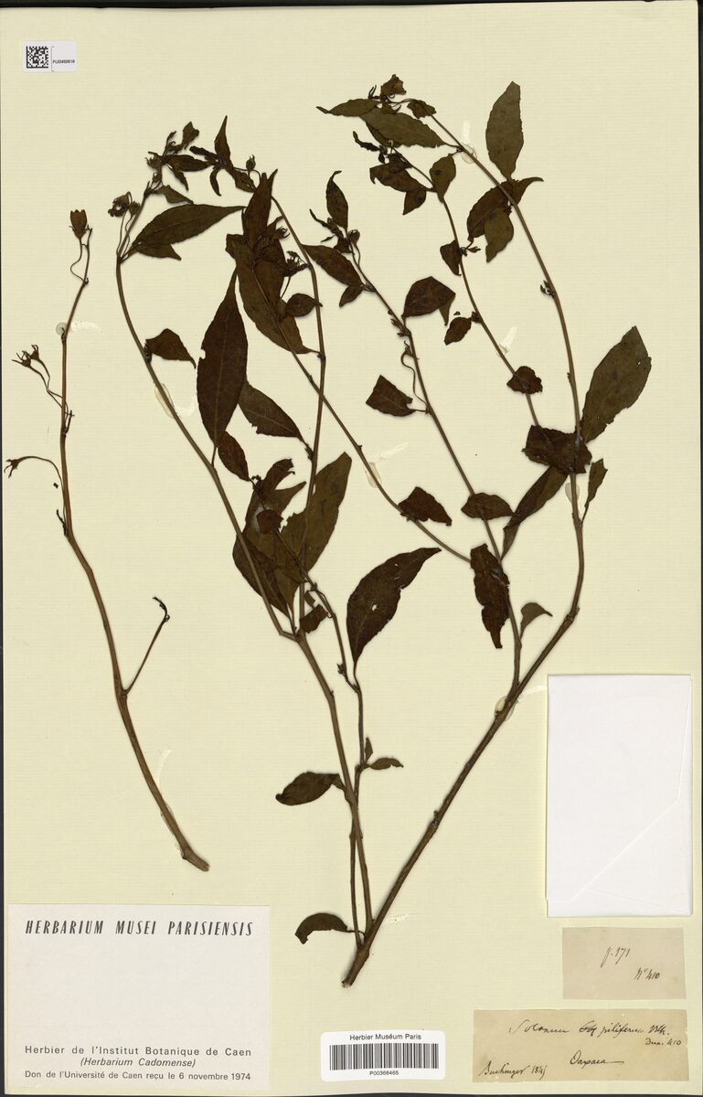 Solanum piliferum — photo