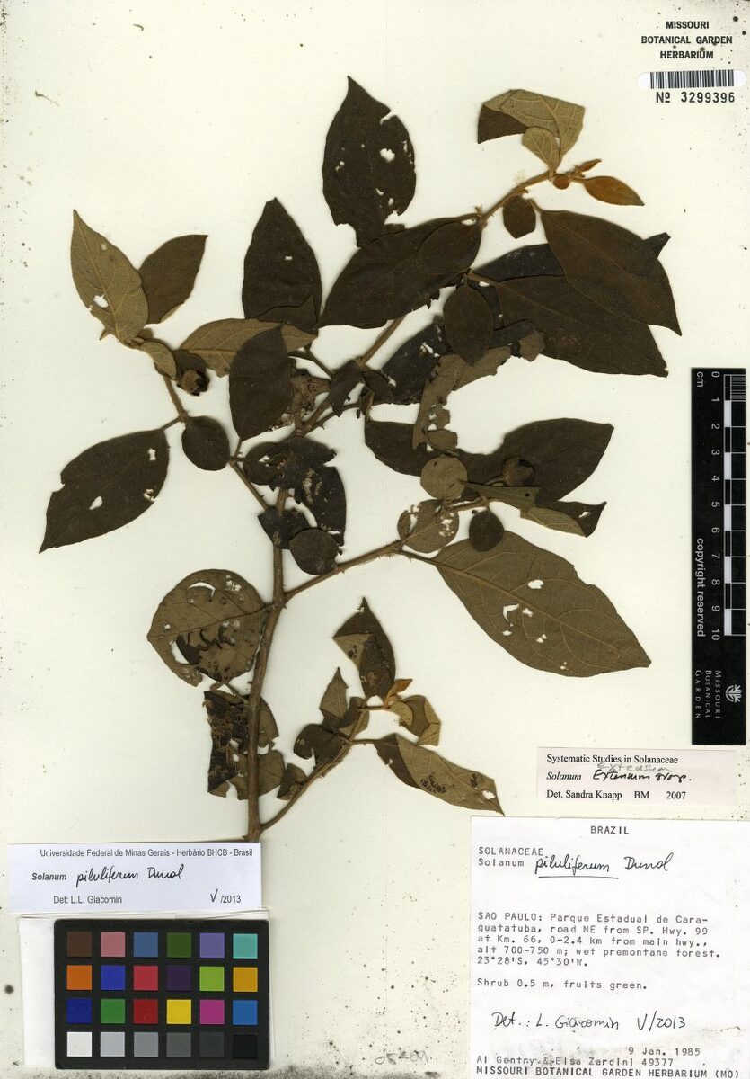 Solanum piliferum