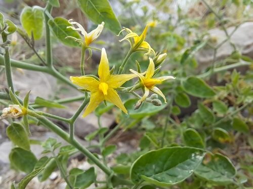 Solanum pimpinellifolium (Currant Tomato) — photo