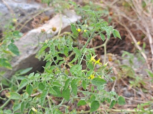 Solanum pimpinellifolium (Currant Tomato) — photo