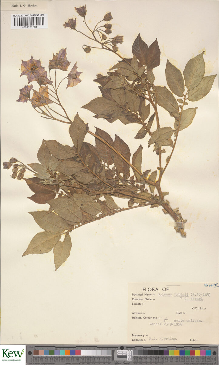Solanum rybinii — photo