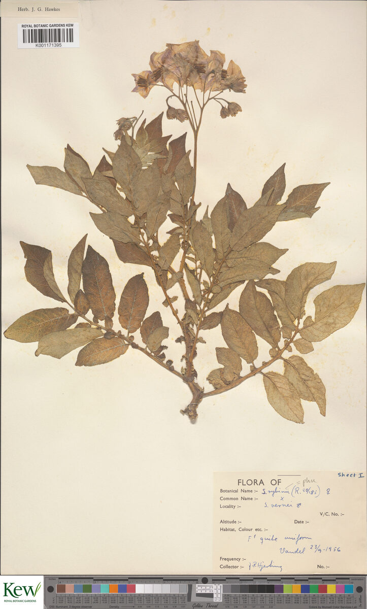Solanum rybinii