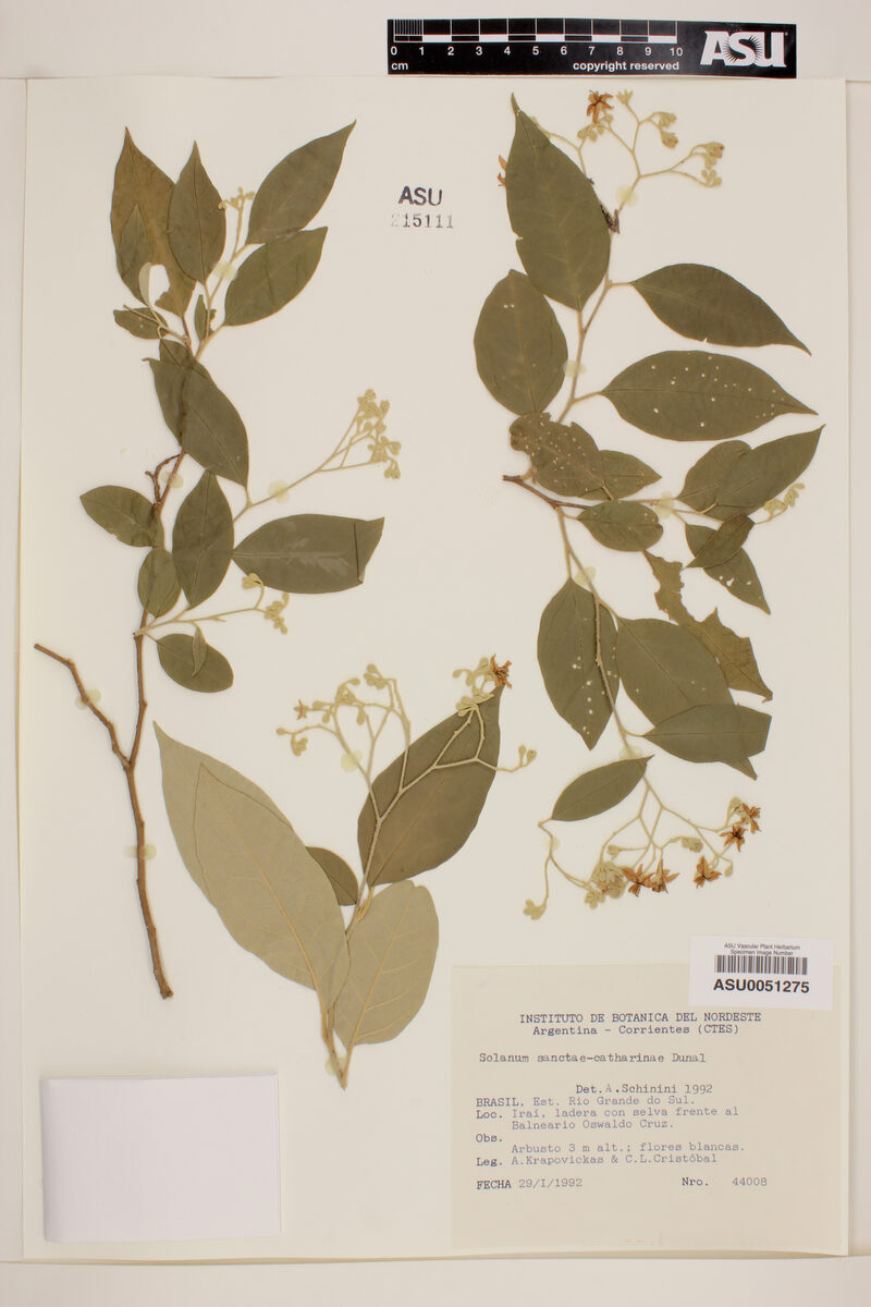Solanum sanctaekatharinae