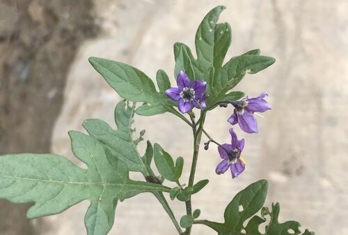 Solanum septemlobum (Nightshade) — photo