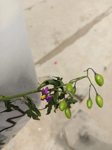 Solanum septemlobum (Nightshade) — photo