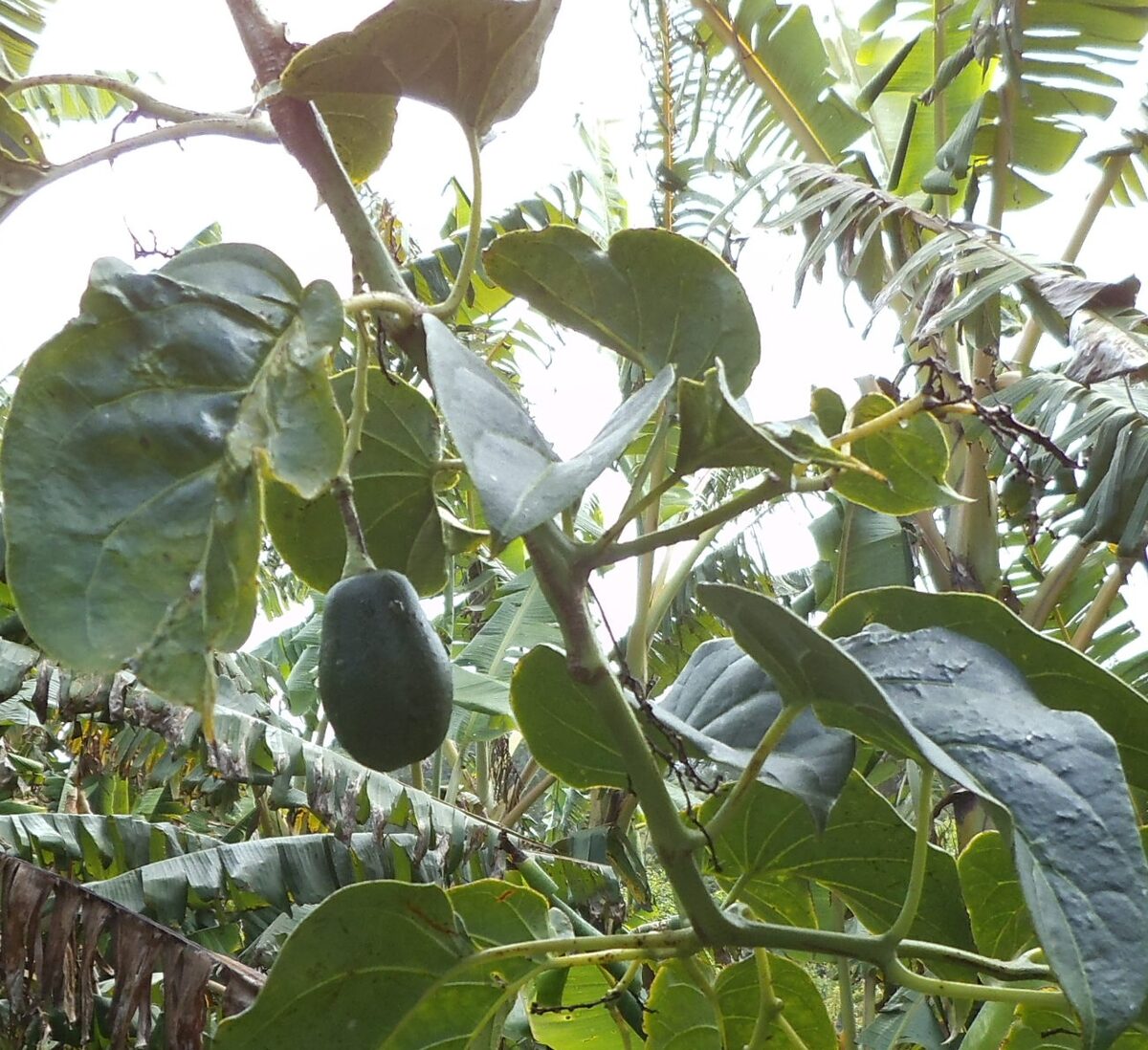 Solanum sibundoyense (Sibundoy nightshade) — photo