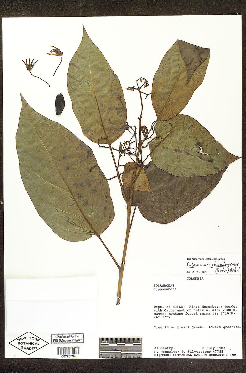 Solanum sibundoyense (Sibundoy nightshade) — photo