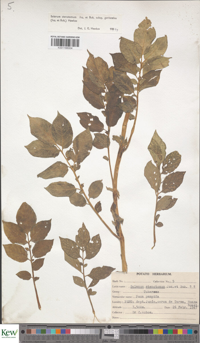 Solanum stenotomum goniocalyx - (Juz.&Bukasov.)Hawkes (Limeña) — photo