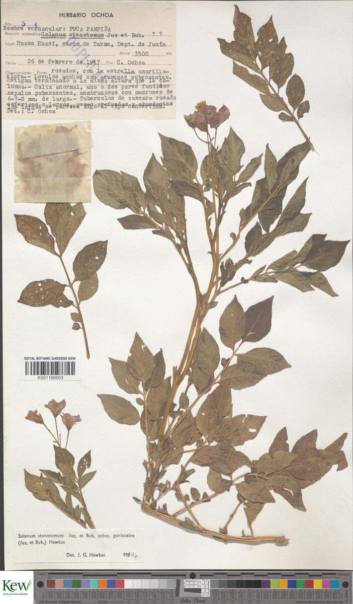 Solanum stenotomum goniocalyx - (Juz.&Bukasov.)Hawkes (Limeña) — photo
