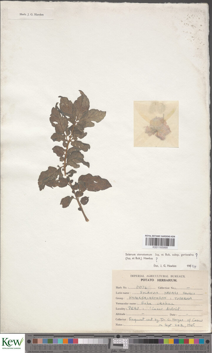 Solanum stenotomum goniocalyx - (Juz.&Bukasov.)Hawkes