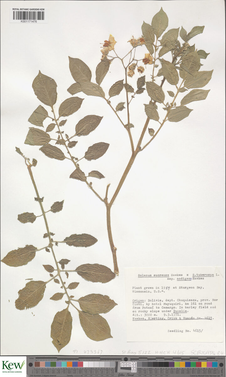 Solanum tuberosum subsp. andigenum (Andean potato) — photo