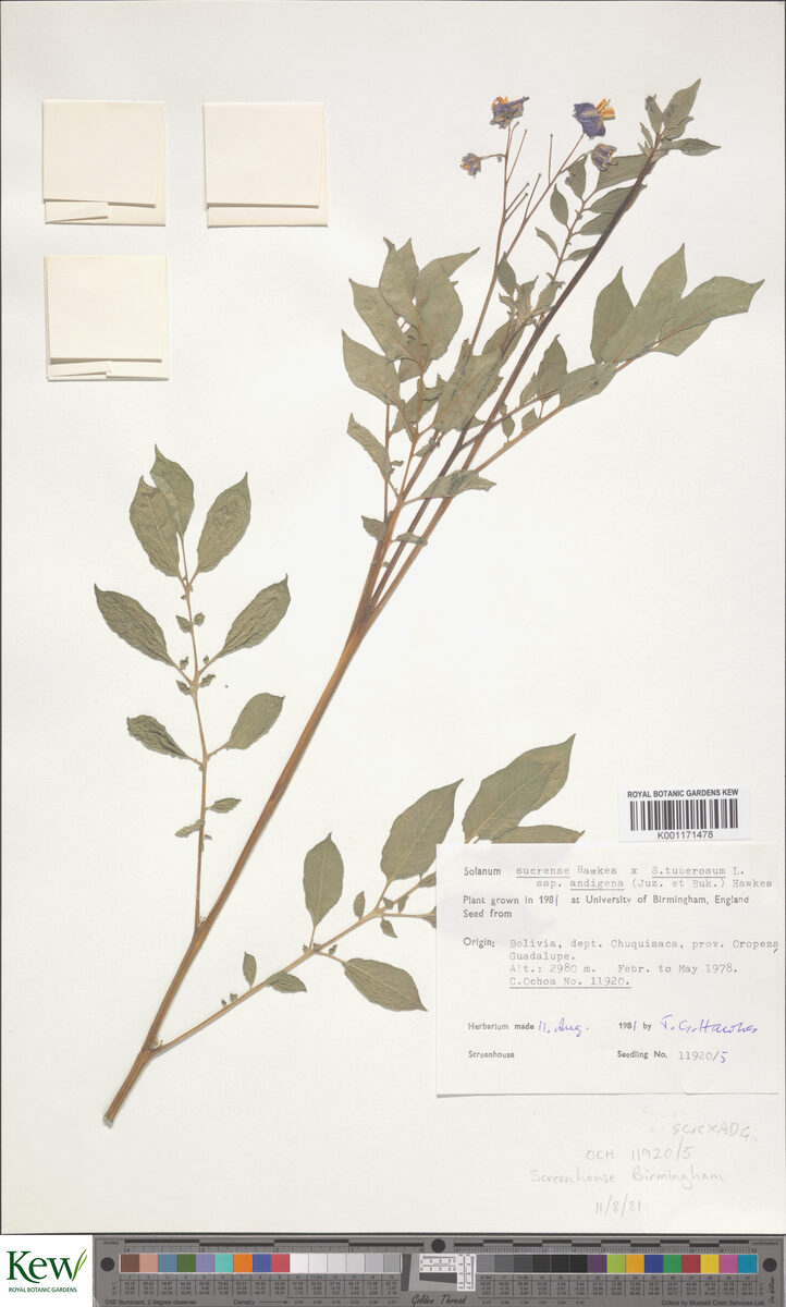 Solanum tuberosum subsp. andigenum (Andean potato) — photo