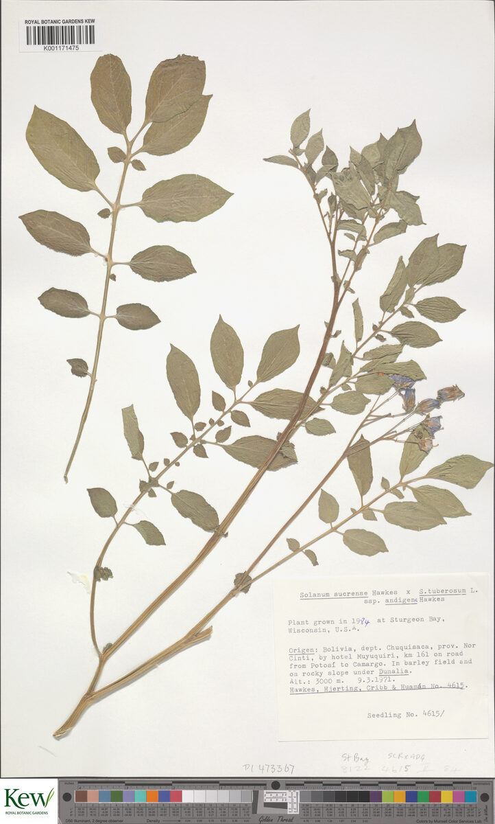 Solanum tuberosum subsp. andigenum