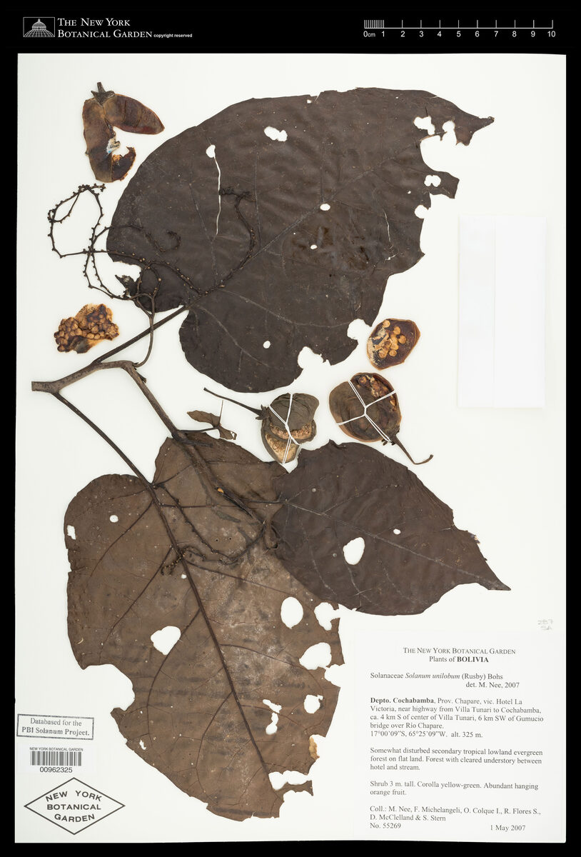Solanum unilobum (Unilobed nightshade) — photo