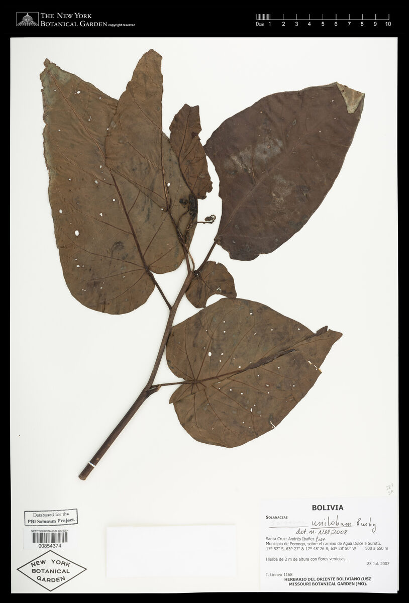 Solanum unilobum (Unilobed nightshade) — photo