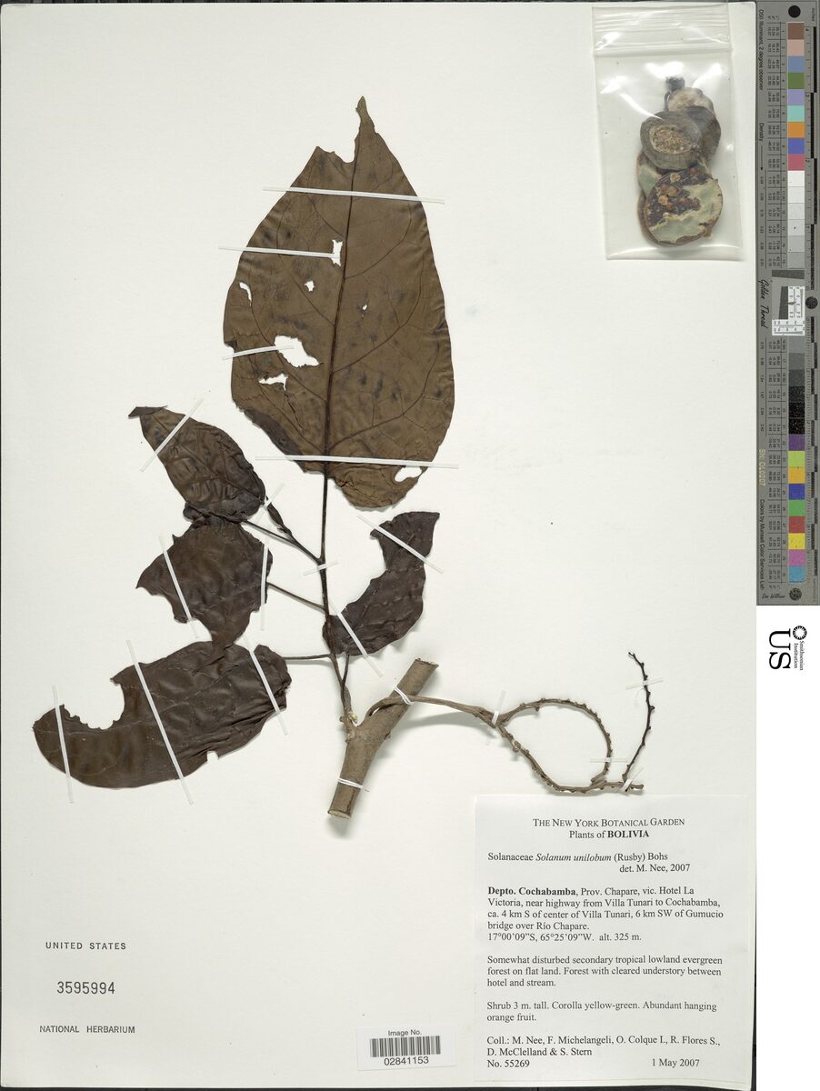 Solanum unilobum