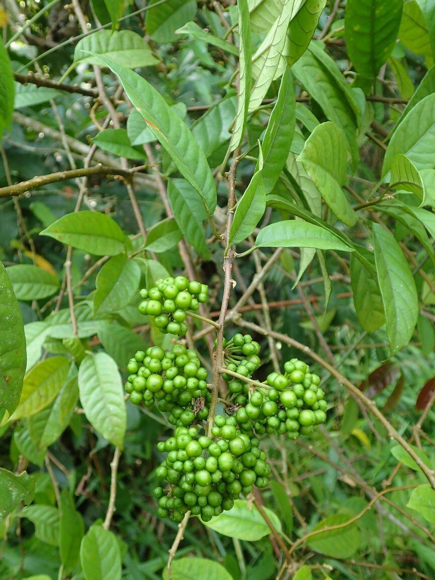 Solanum welwitschii — photo