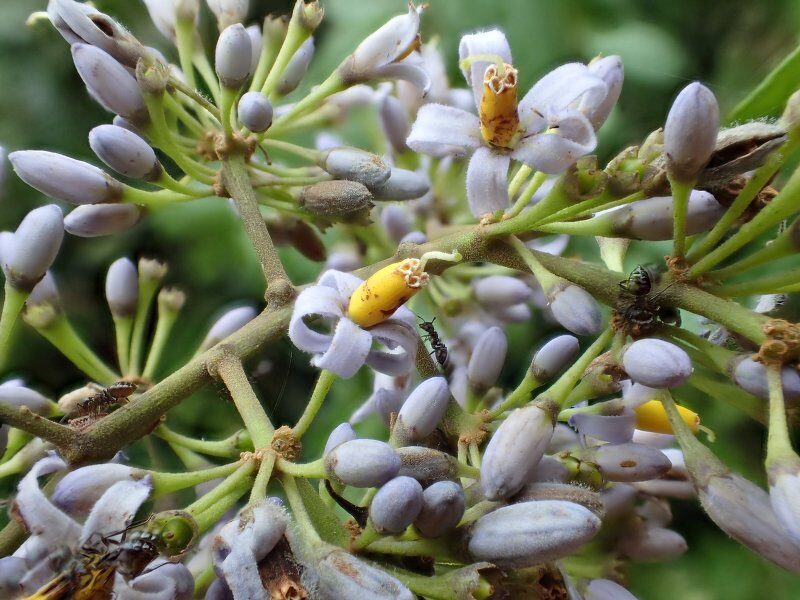 Solanum welwitschii — photo