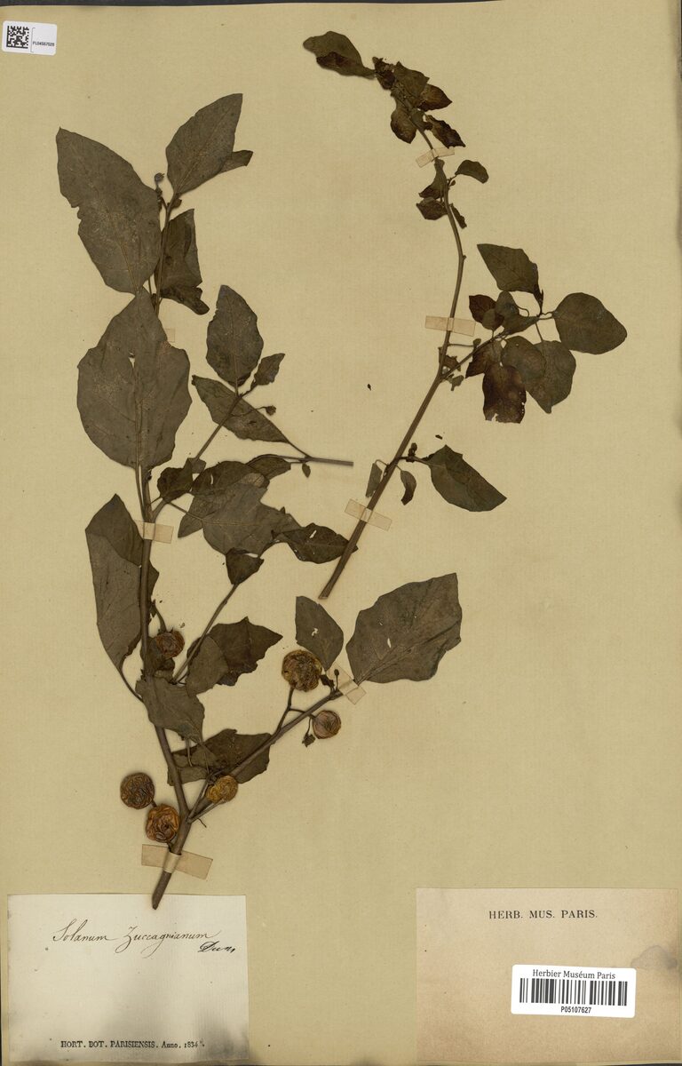 Solanum zuccaginanum (Nakati eggplant) — photo