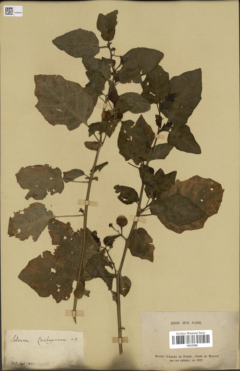 Solanum zuccaginanum (Nakati eggplant) — photo