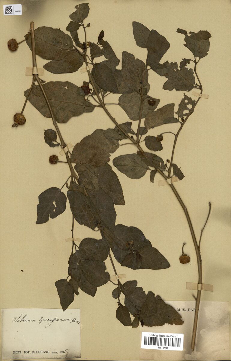 Solanum zuccaginanum